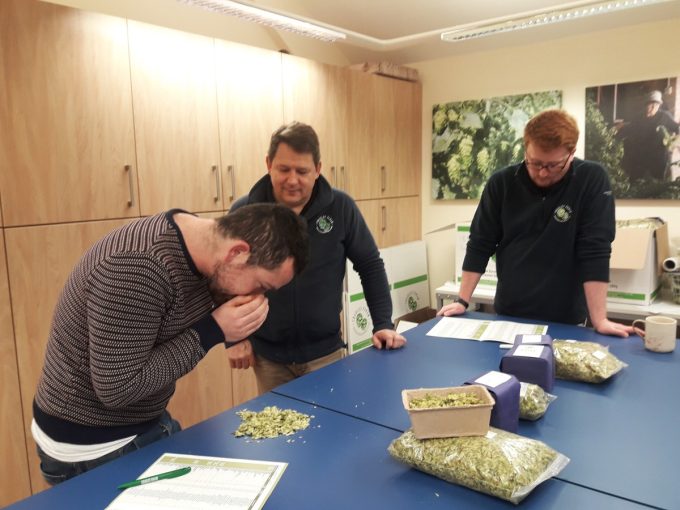 Brasserie Brittany's - examen du houblon