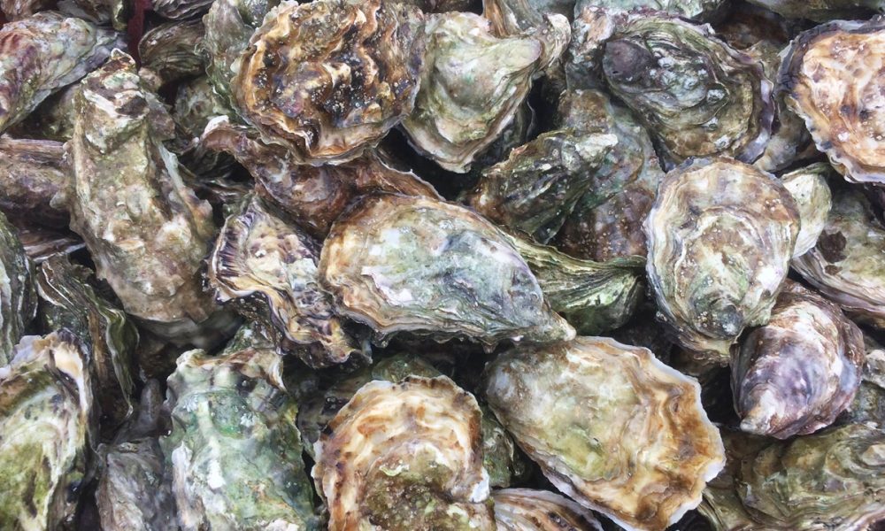 Coquilles d&rsquo;huîtres : Idées de recyclage pour le jardin… mais pas que !
