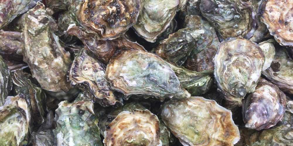 Coquilles d&rsquo;huîtres : Idées de recyclage pour le jardin… mais pas que !