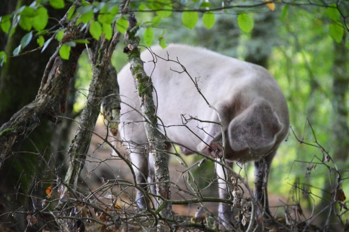 Le Chant des Armoricaines - porc blanc en sous-bois
