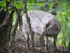 Le Chant des Armoricaines - porc blanc en sous-bois