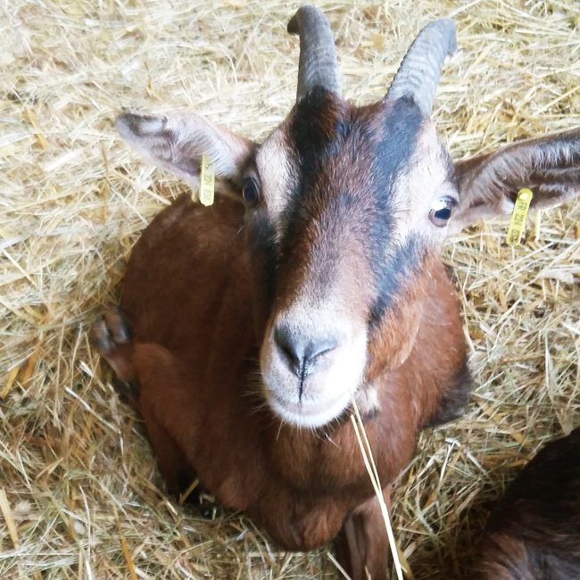 La Chèvrerie de la Garenne
