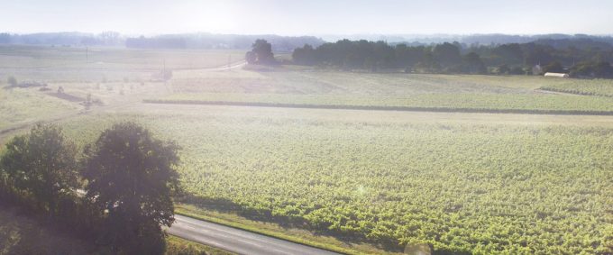 Domaine Martin-Luneau - vignoble