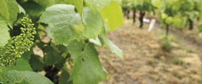 Domaine Martin-Luneau - raisin 