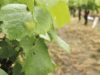 Domaine Martin-Luneau - raisin 
