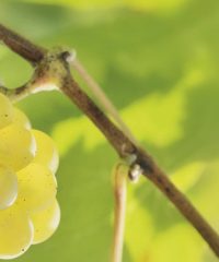 Domaine Martin-Luneau
