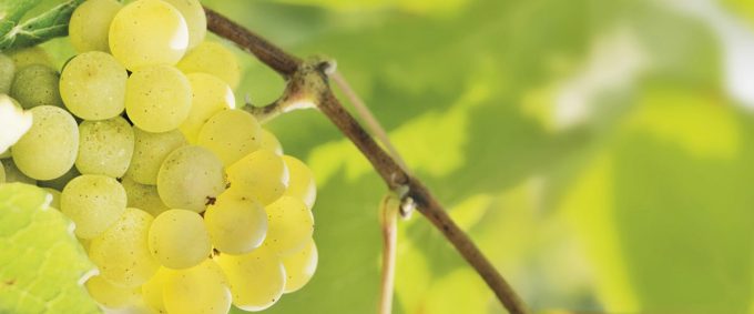 Domaine Martin-Luneau