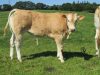 Barré élevage blonde d'Aquitaine - génisse blonde d'Aquitaine