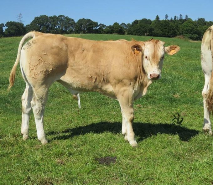 Barré élevage blonde d'Aquitaine - génisse blonde d'Aquitaine