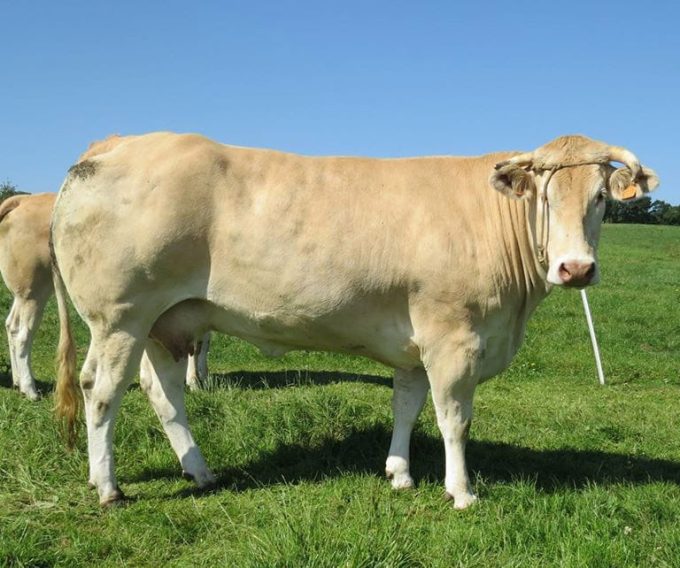Barré élevage blonde d'Aquitaine - blonde d'Aquitaine au pré