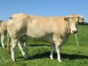 Barré élevage blonde d'Aquitaine - blonde d'Aquitaine au pré