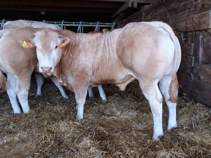 Barré élevage blonde d'Aquitaine - blonde d'Aquitaine à l'étable
