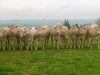 Barré élevage blonde d'Aquitaine - troupeau de blondes d'Aquitaine