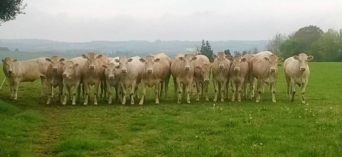 Barré élevage blonde d'Aquitaine - troupeau de blondes d'Aquitaine