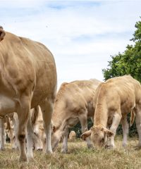 Barré élevage blonde d&rsquo;Aquitaine