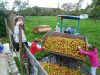 Entre Pomme et Sureau