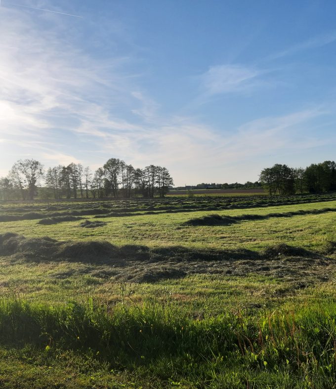 Ferme Breizh Uhel - nos pâturages