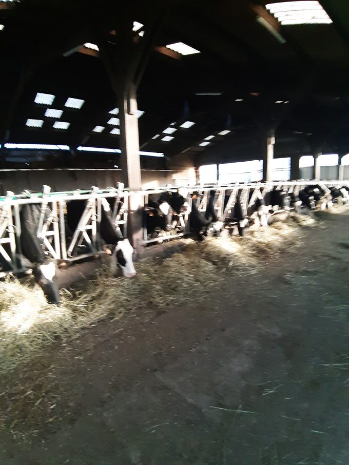 Ferme Breizh Uhel - vaches laitières à l'étable