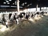 Ferme Breizh Uhel - vaches laitières à l'étable