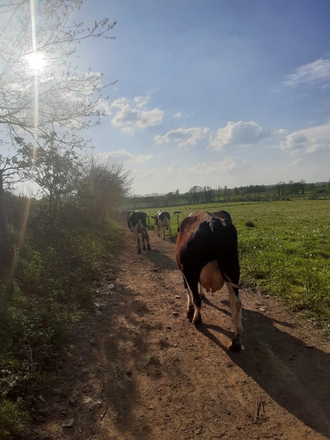 Ferme Breizh Uhel - vaches laitières en chemin vers les pâturages