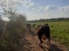 Ferme Breizh Uhel - vaches laitières en chemin vers les pâturages