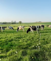 Ferme Breizh Uhel