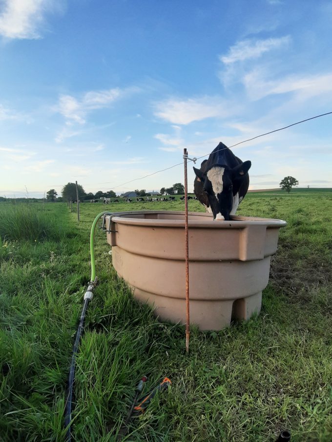 Ferme Breizh Uhel - abreuvoir