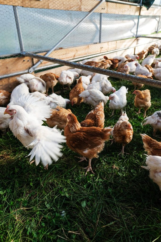 Ferme de Kergo - poulets à l'herbe