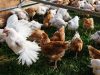 Ferme de Kergo - poulets à l'herbe