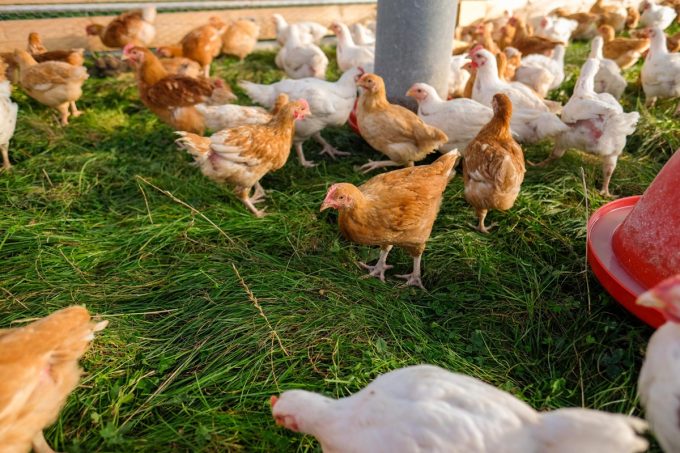 Ferme de Kergo - poulet de chair au bon goût d'antan