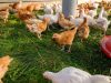 Ferme de Kergo - poulet de chair au bon goût d'antan