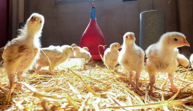 Ferme de Kergo - poussins