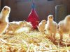 Ferme de Kergo - poussins