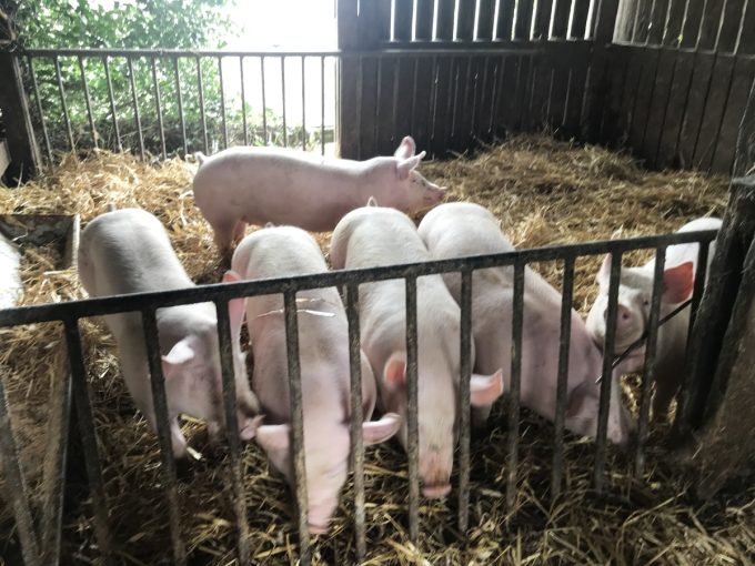 Ferme de Kerouatz - porcs élevés au bon lait de nos vaches