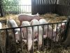 Ferme de Kerouatz - porcs élevés au bon lait de nos vaches