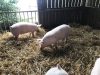 Ferme de Kerouatz - porcs sur paille