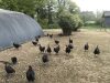 Ferme de Kerouatz - poulets et pintades de plein air