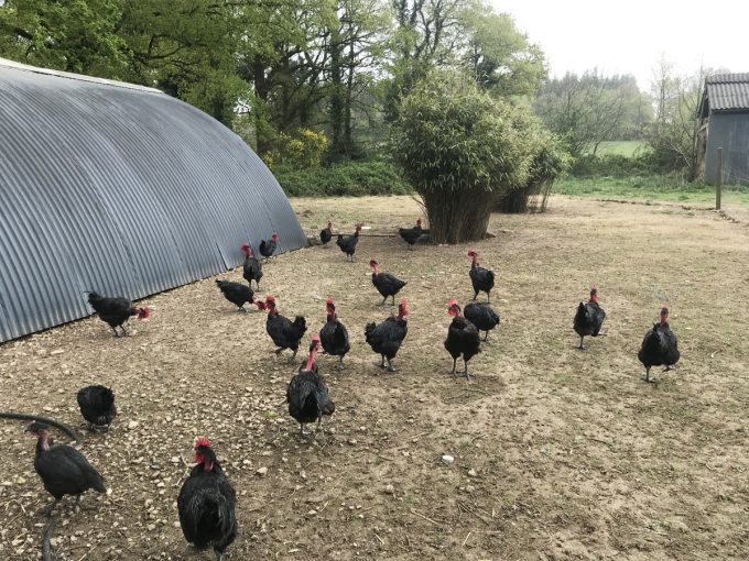 Ferme de Kerouatz - poulets et pintades de plein air