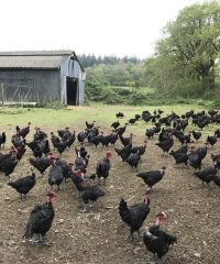 Ferme de Kerouatz