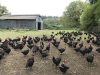 Ferme de Kerouatz