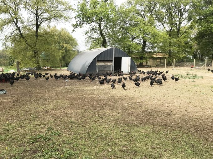 Ferme de Kerouatz - volailles de plein air