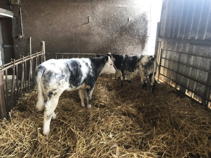 Ferme de Kerouatz - veaux de lait
