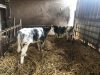 Ferme de Kerouatz - veaux de lait