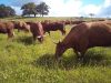 La Ferme de La Vallée - troupeau au pâturage