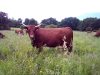 La Ferme de La Vallée - prairie
