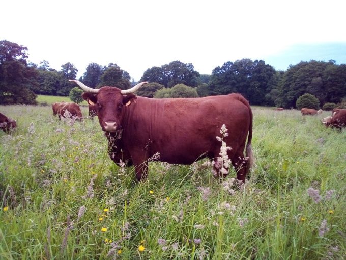 La Ferme de La Vallée - prairie