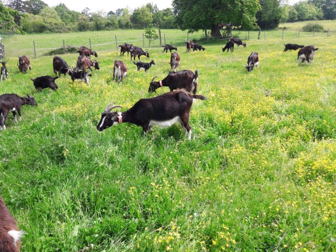 La Ferme de Mya - chèvres à l'herbe en plein air
