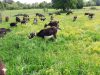 La Ferme de Mya - chèvres à l'herbe en plein air