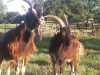 La Ferme de Mya - boucs