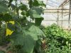 Ferme de Porz an Park - cultures biologiques sous serre